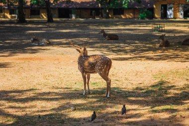 Milli Park alanında yaşayan bu güzel geyik