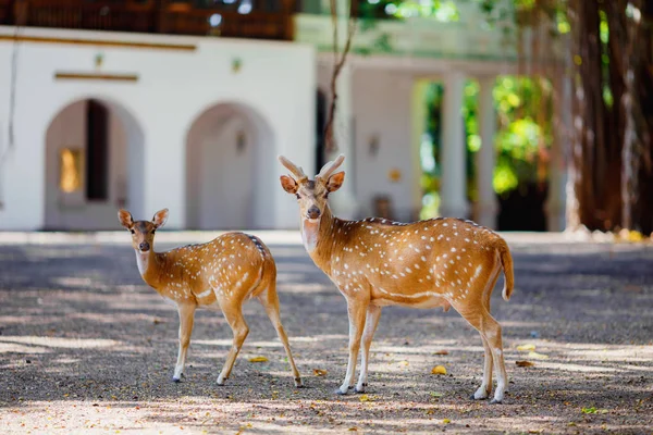 This beautiful deer living in the national Park — Stock Photo, Image