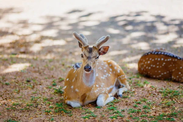 Smukke hjorte liggende på jorden i nationalparken - Stock-foto
