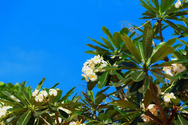 Blommande blommor av aralia eller plumeria mot den blå himlen — Stockfoto