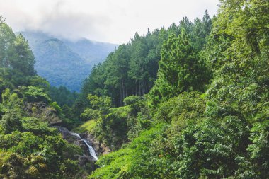 Sri Lanka dağlarında şelale