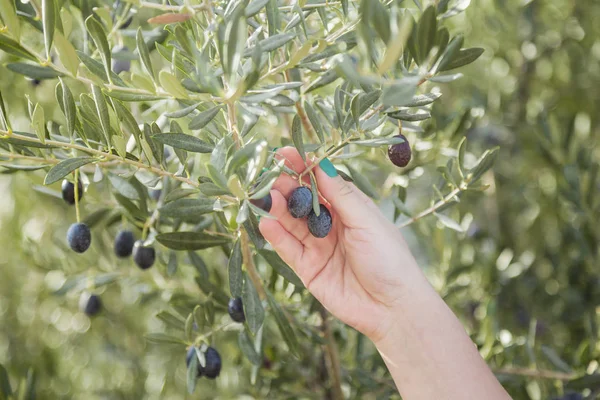 Kvinna håller svart oliv i en olivplantage — Stockfoto