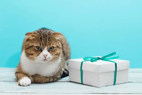 Berbohong Kucing Dengan Hadiah Putih Pada Giftcard Latar Belakang Biru Stok Gambar Bebas Royalti