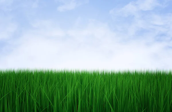 Taze yeşil çimenlerin üzerinde mavi gökyüzü Stok Resim