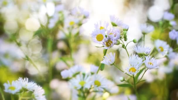 Camomila de flores selvagens — Vídeo de Stock