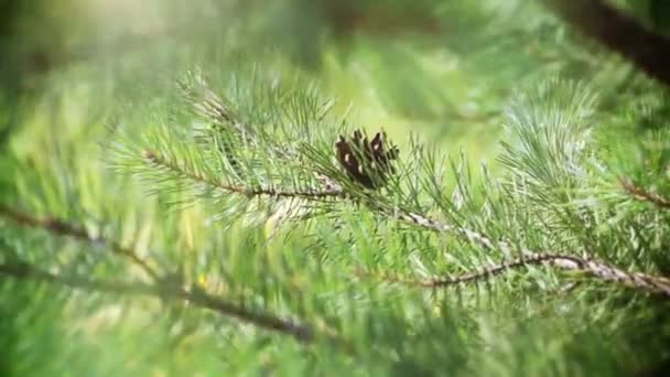 Wiecznie zielonych gałęzi sosny — Wideo stockowe