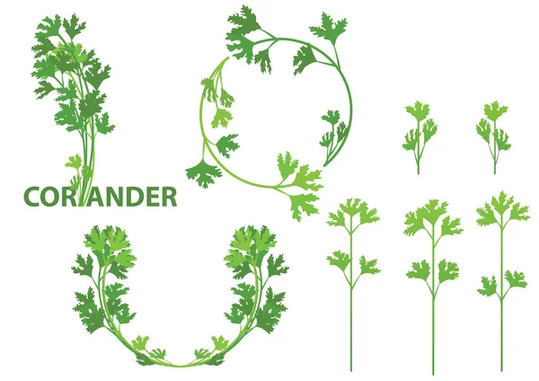 Кориандр травы пищевой изолированный логотип — стоковый вектор