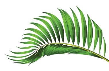 Beyaz arkaplanda izole edilmiş yeşil palmiye yaprağı