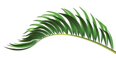 Beyaz arkaplanda izole edilmiş yeşil palmiye yaprağı