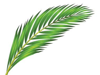 Beyaz arkaplanda izole edilmiş yeşil palmiye yaprağı