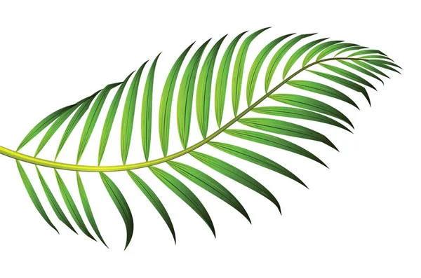 棕榈树绿叶,白色背景下隔离 — 图库矢量图片