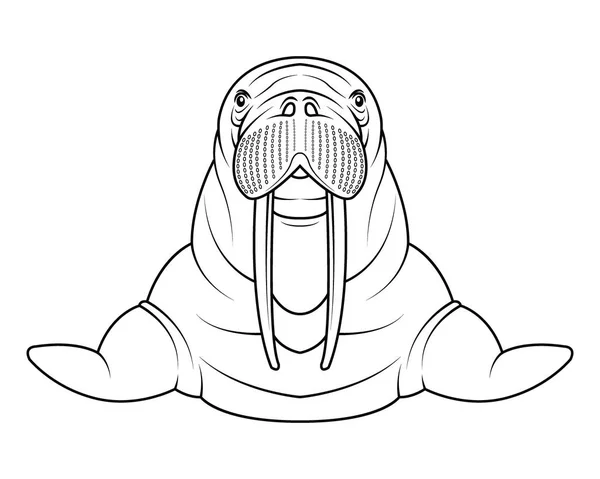 Walrus coloriong pagina vector — Stockvector
