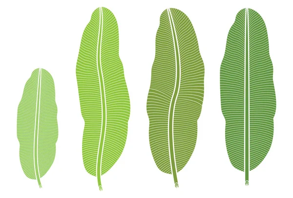 Tropische Pflanze, Bananenblatt isoliert auf weißem Hintergrund — Stockvektor