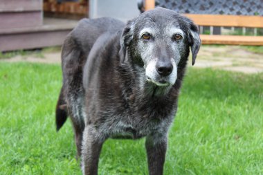 Bahçedeki yaşlı köpek