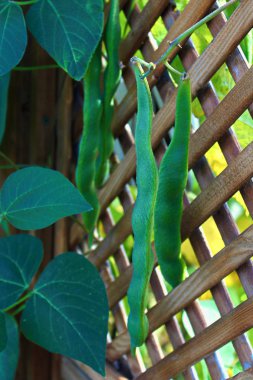 Bir kafes tırmanma Pole fasulye