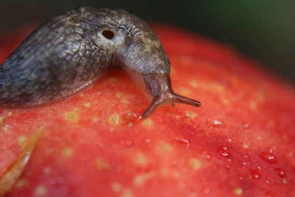 Lesma rastejando sobre maduro ferido maçã — Fotografia de Stock
