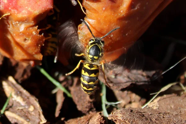 Makro der Wespe in der Luft — Stockfoto