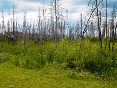 Ağaç büyütme sonra orman yangını