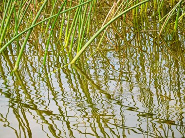 Sazlık suda ıslatın ve dalgaların yansıması