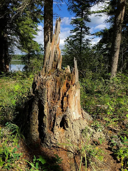 Old tree stump by a lake on a sunny day — Stock Photo, Image