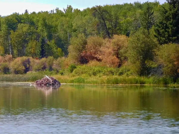 Bobří lodge na jezero v Saskatchewanu — Stock fotografie