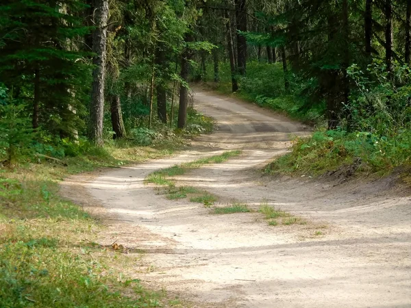 Bir iğne yapraklı orman yoluyla rüzgarlı road — Stok fotoğraf