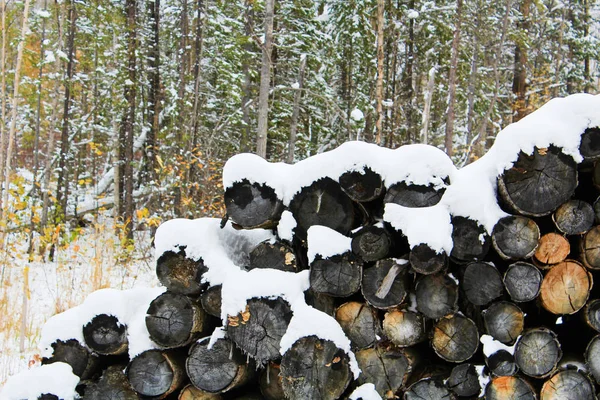 Mucchio di tronchi innevati nella foresta — Foto Stock