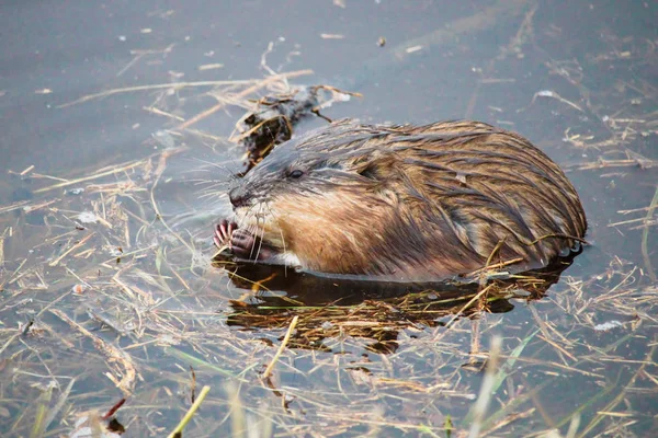 Muskrat eating grass in water — Stock Photo, Image