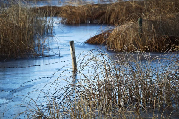 Une clôture barbelée traversant un marais humide — Photo