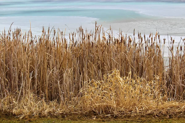 Reeds along a pond in spring — Stock Photo, Image