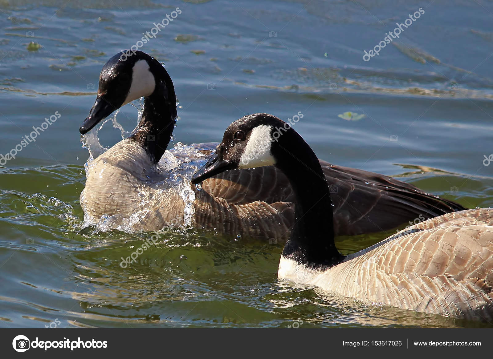 Canada Goose Coppia Canada Goose Coppia
