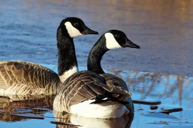 A pair of Canadian Geese swimming on an ice covered pond clipart