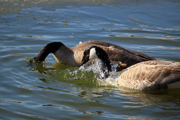 A pair of Canadian Geese washing and preening themselves in water — Stock Photo, Image