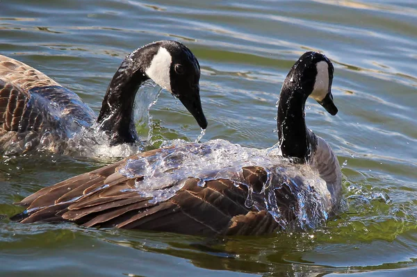 A pair of Canadian Geese washing themselves in water — Stock Photo, Image