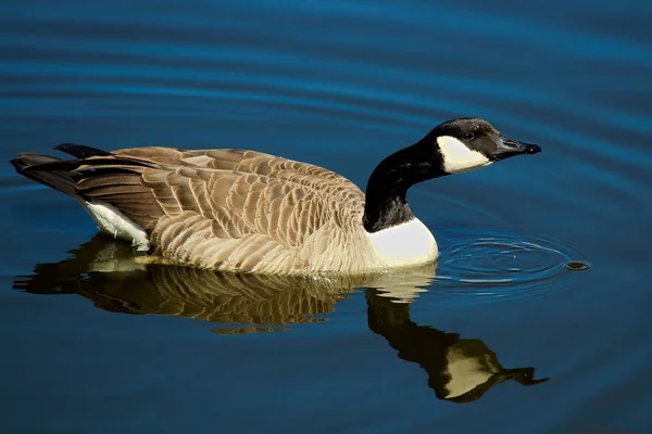 A Canada Goose swimming on calm water with its' reflection — Stock Photo, Image