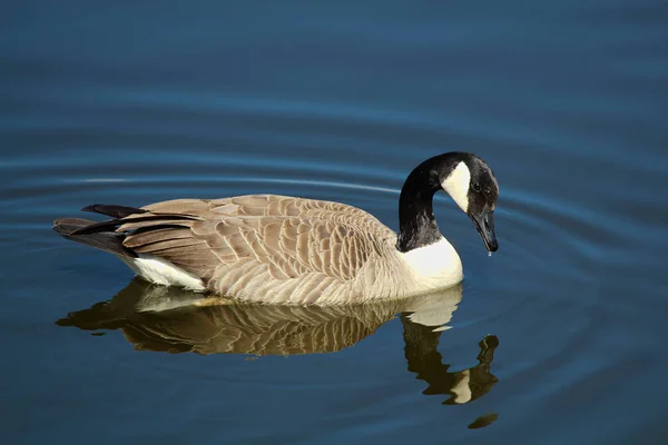 A Canada Goose swimming on calm water with a reflection — Stock Photo, Image