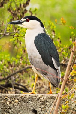 Bir duvar bir ağaç arka planda siyah taç gece balıkçılı ayakta