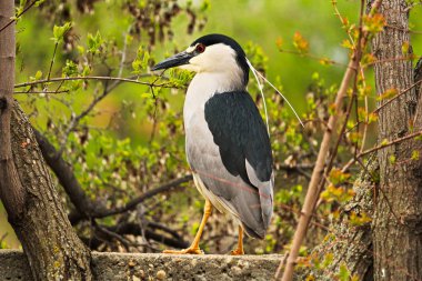 Bir duvar bir ağaç arka planda siyah taç gece balıkçılı ayakta