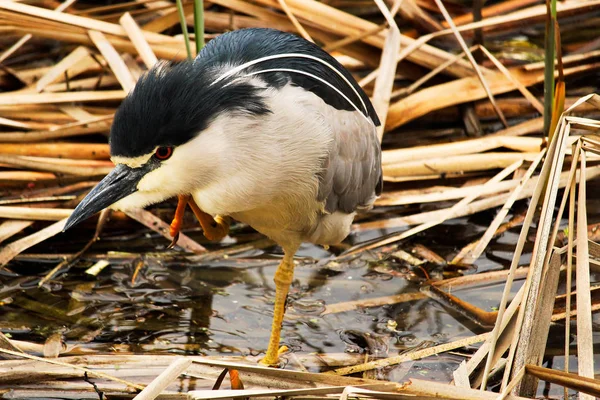 A Black Crown Night Heron walking along dried reeds — Stock Photo, Image