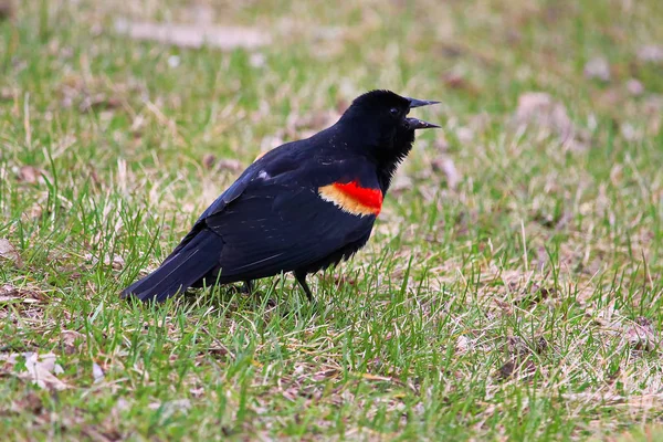 Eine rote geflügelte Amsel ruft ins Gras — Stockfoto