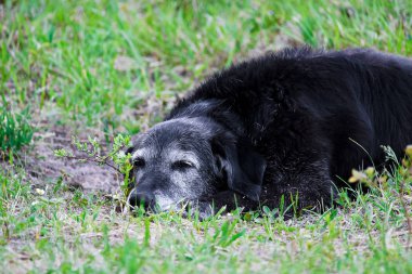 Bir yorgun yaşça daha büyük köpek yere dinlenme