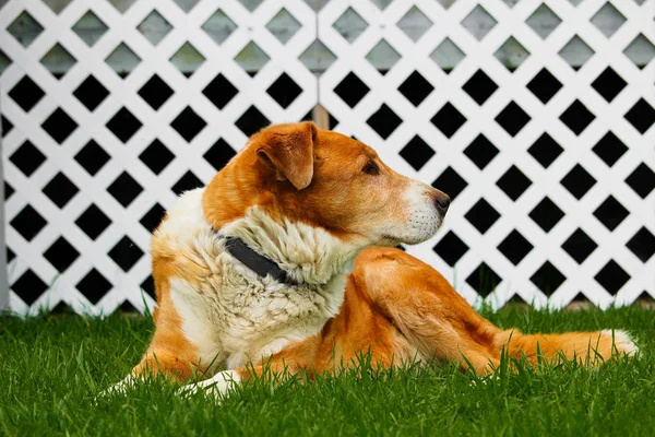 Old farm dog sitting on grass with a white lattice background