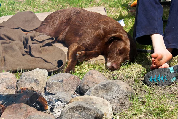 Un perro muy cansado durmiendo junto a su hijo y una cálida fogata — Foto de Stock