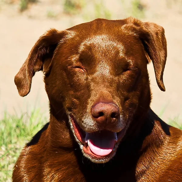Primer plano de un perro riendo tan fuerte que sus ojos están cerrados — Foto de Stock