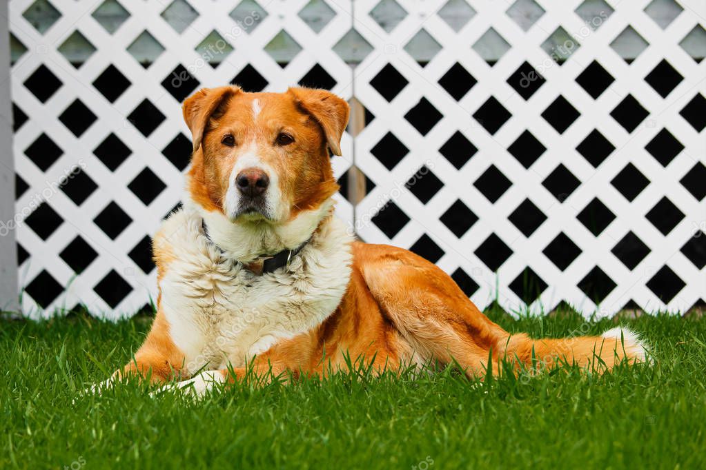 Old farm dog sitting on grass with a white lattice background