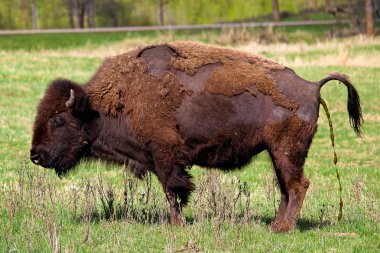A bison having a watery poop clipart