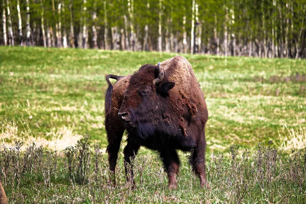 A young bison in Elk Island National Park Alberta Canada — Stock Photo, Image