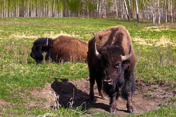 Two buffalo near a wallowing pit — Stock Photo, Image