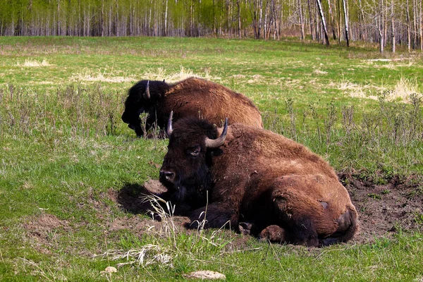 A bison sitting in a wallow pit — Stock Photo, Image