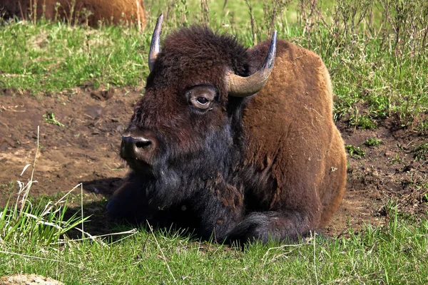 Closeup of a bison resting — Stock Photo, Image